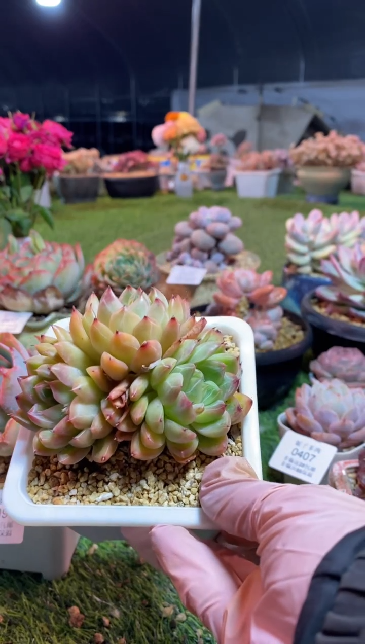 【闪购商品】0419a