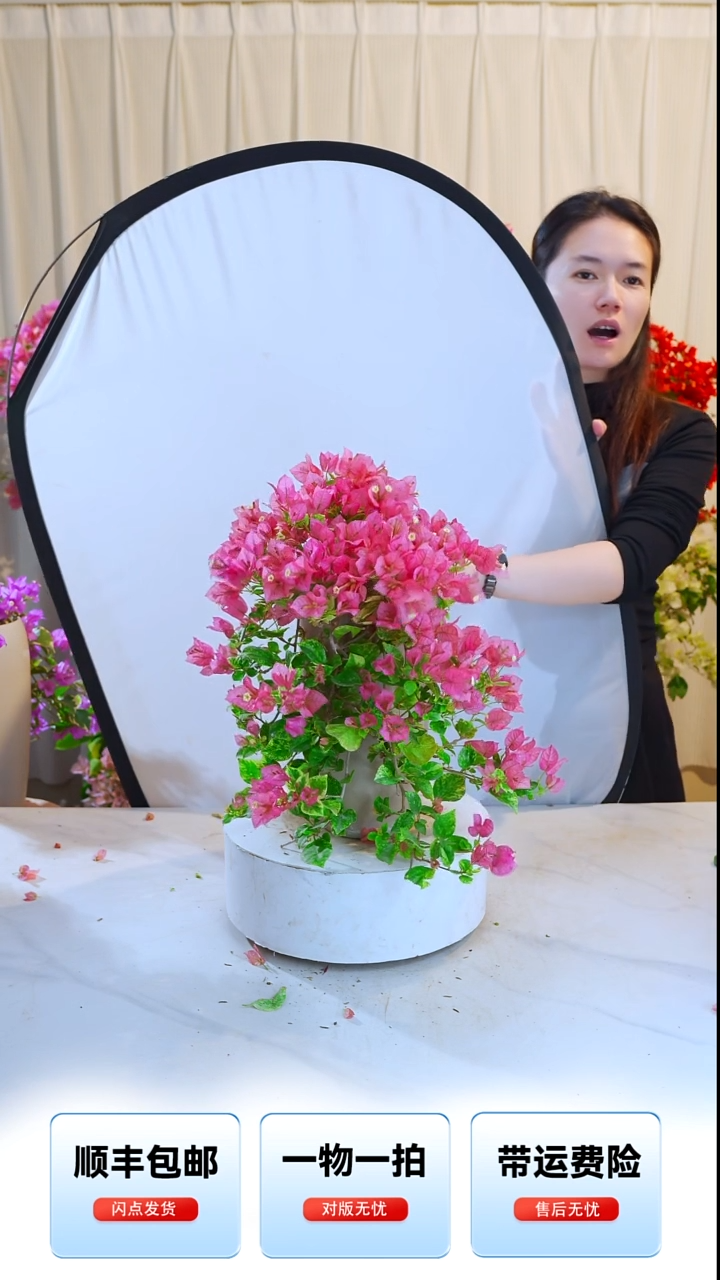 大部分开放少量花苞斑叶米罗