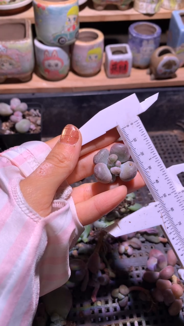 油煎奶酪叶插苗哈哈