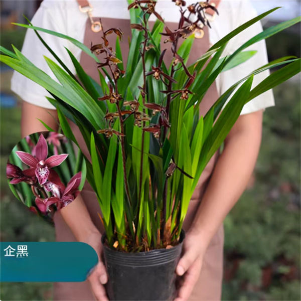 浓香兰花企黑墨兰宽叶香水绿植花卉室内好养护盆栽花卉观赏绿植