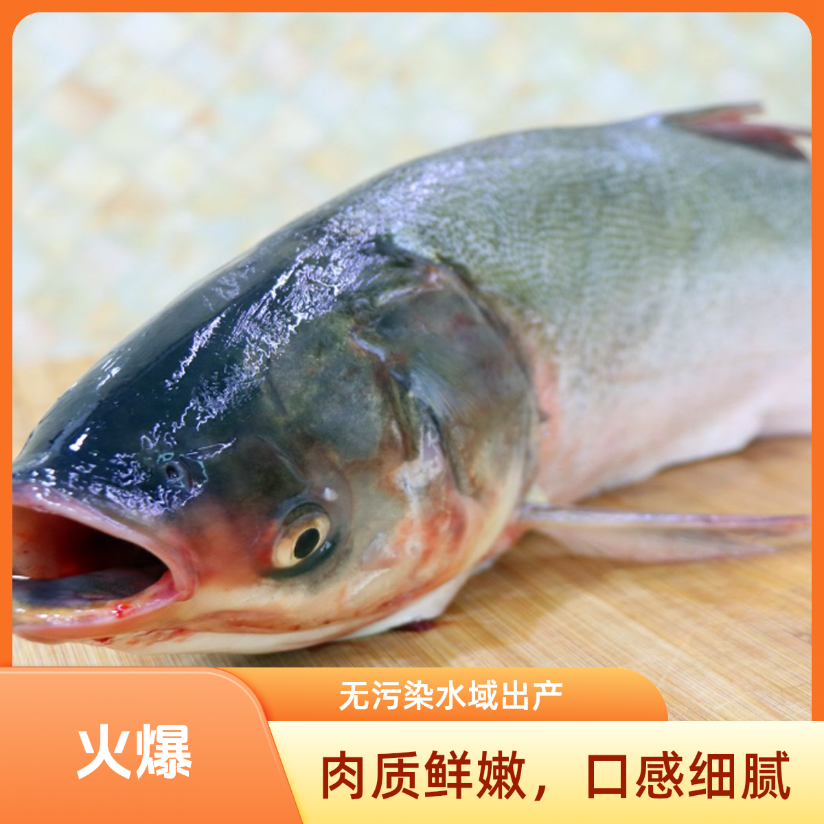 顺丰微山湖生态淡水鱼白鲢鱼鲢鳙鲜鱼活鱼现杀