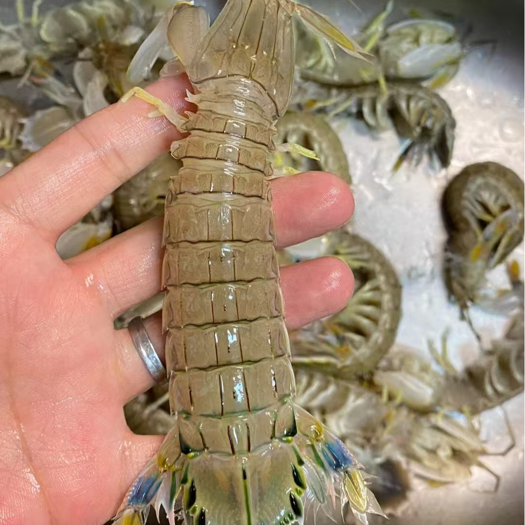 【鲜活】中大号皮皮虾250/500g〔在途过程中可能会出现缺氧情况，介意勿拍〕