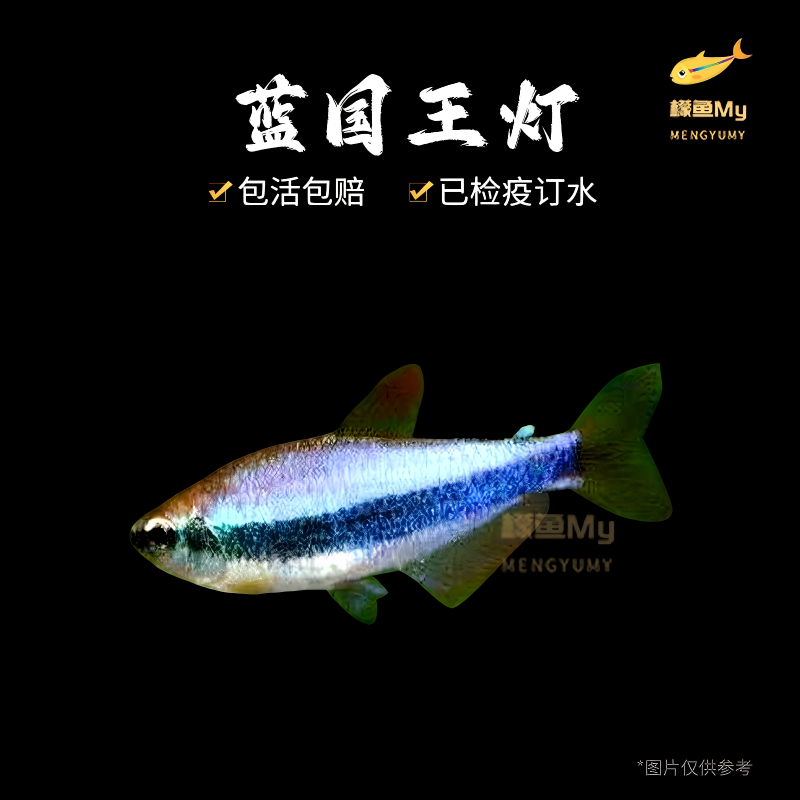 超级蓝国王灯蓝帝王灯蓝凯瑞黑帝王灯群游鱼热带鱼淡水小型观赏鱼