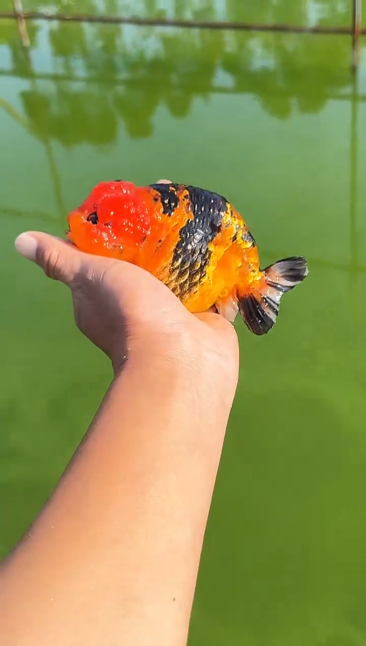 金鱼众*水娃娃渔场兰寿观赏鱼 不包邮