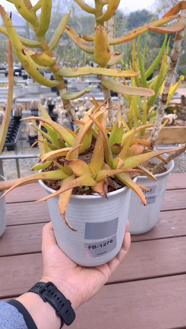 【闪购商品】原生芦荟脱土FB-1276