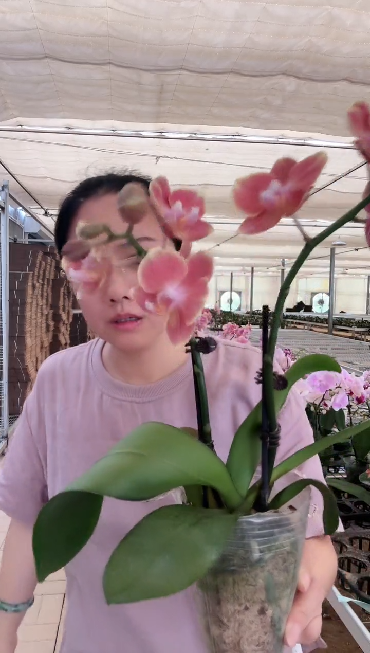 完全开放064埃特纳1棵