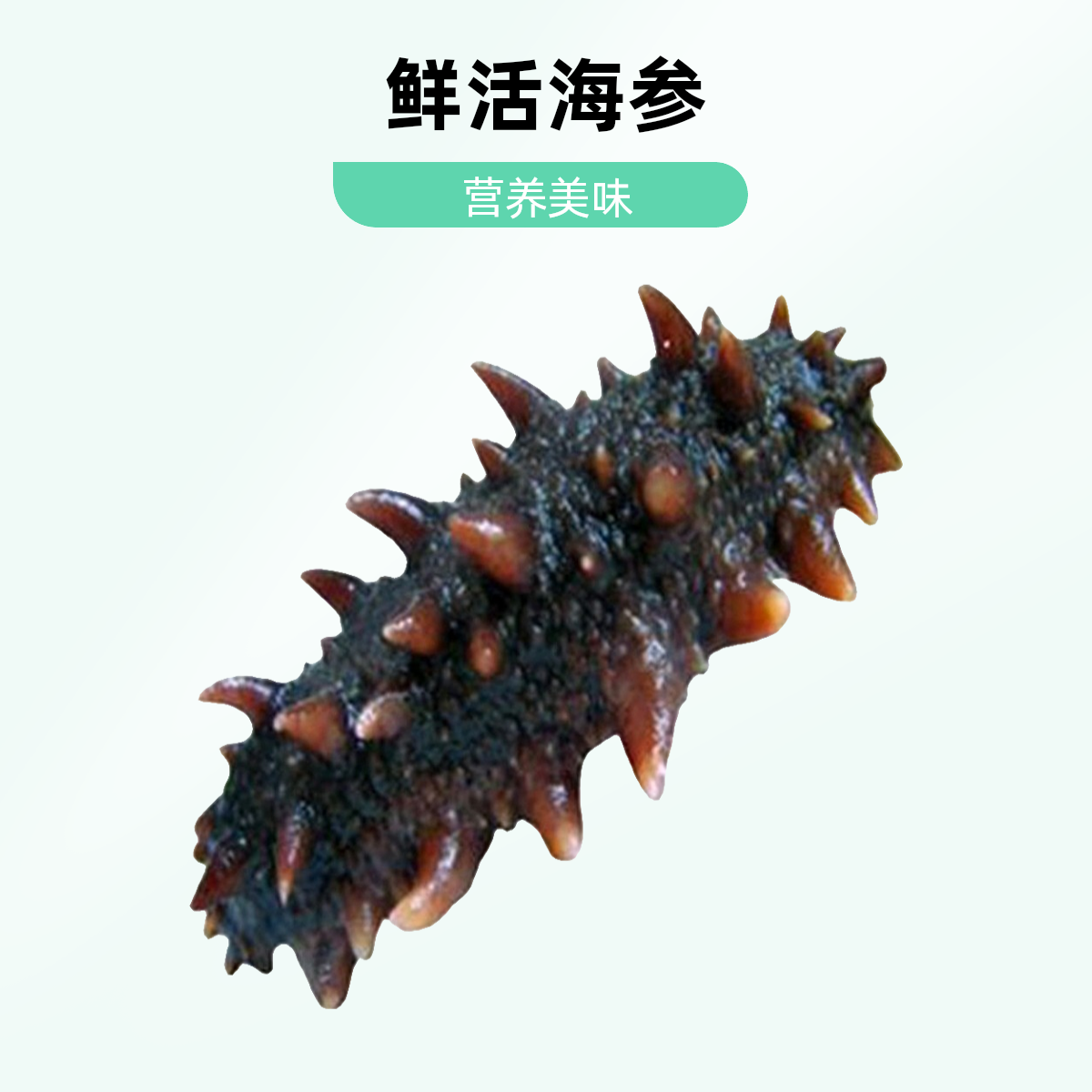 鲜活海参约150g/条