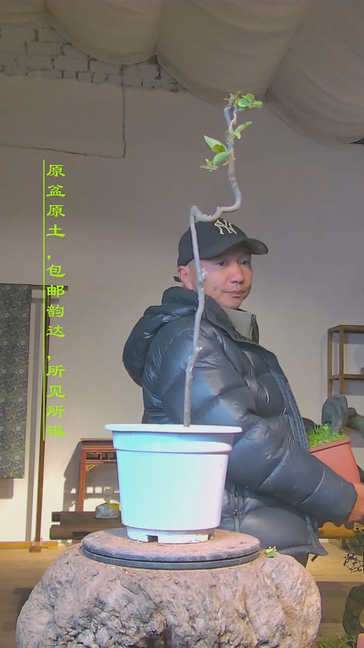 【闪购商品】灌木金弹子