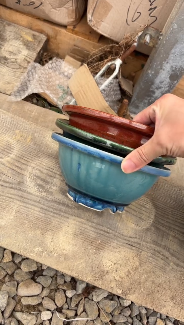 秋**静16号三个微瑕