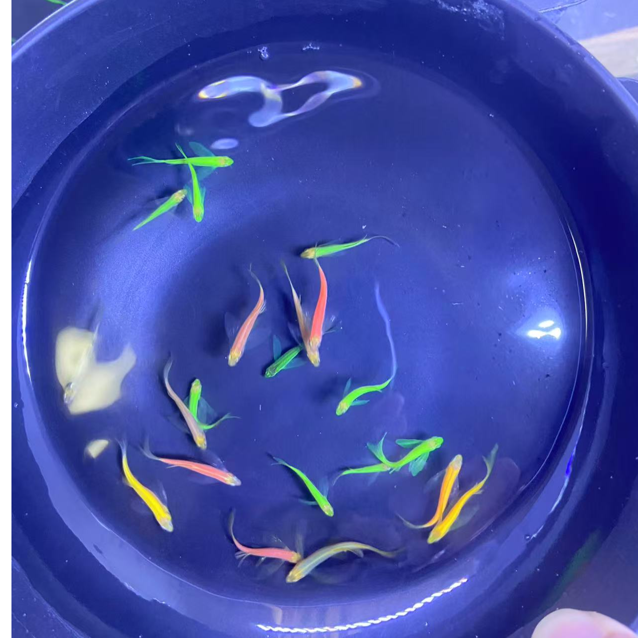 彩色蝶翼斑马鱼苗淡水小型斑马鱼观赏鱼饲养活体