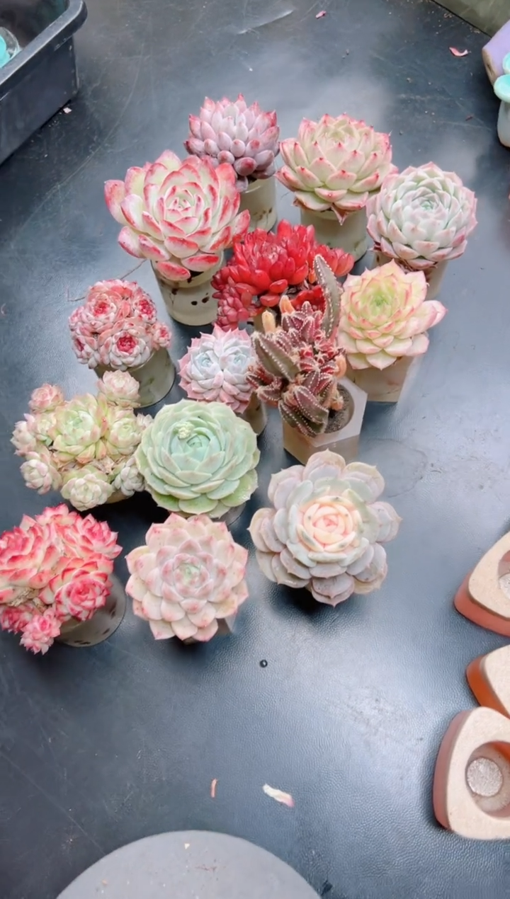 指定十四棵多肉（另外赠送四个）