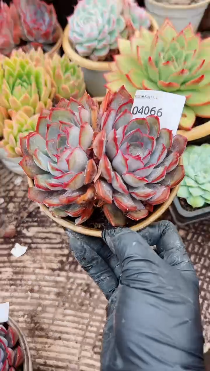 庸**扰多肉植物一物一拍04066