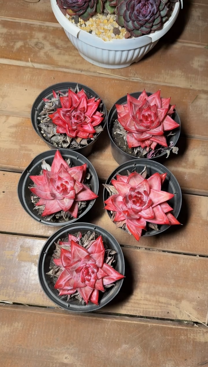 110#红龙（6-8cm）脱土
