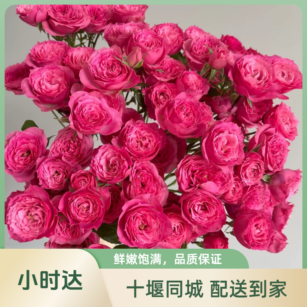 【苏菲泡泡】1单起送5枝苏菲泡泡多头玫瑰单枝花家居鲜花散花插花瓶生活鲜花 十堰同城小时达1-3小时配送到家