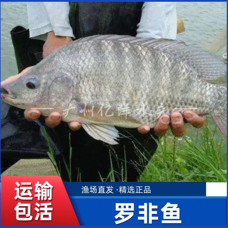 罗非鱼 海南一号 杂交青宝路 福寿鱼 宠物 淡水养殖