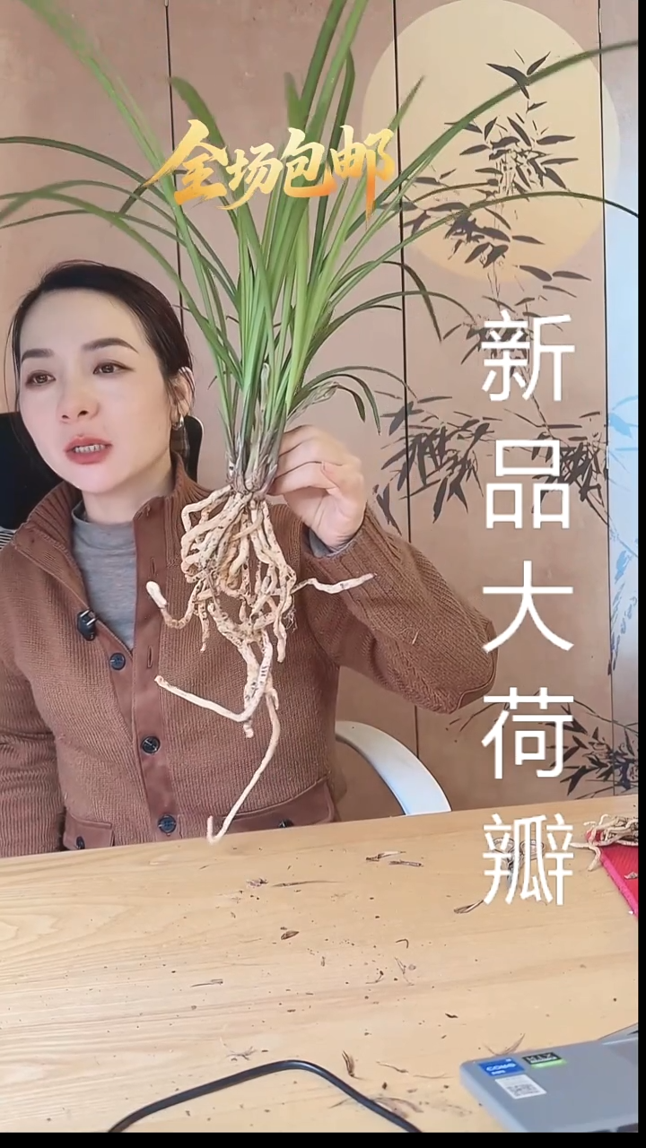 当前无花栽培后可以开花：荷瓣