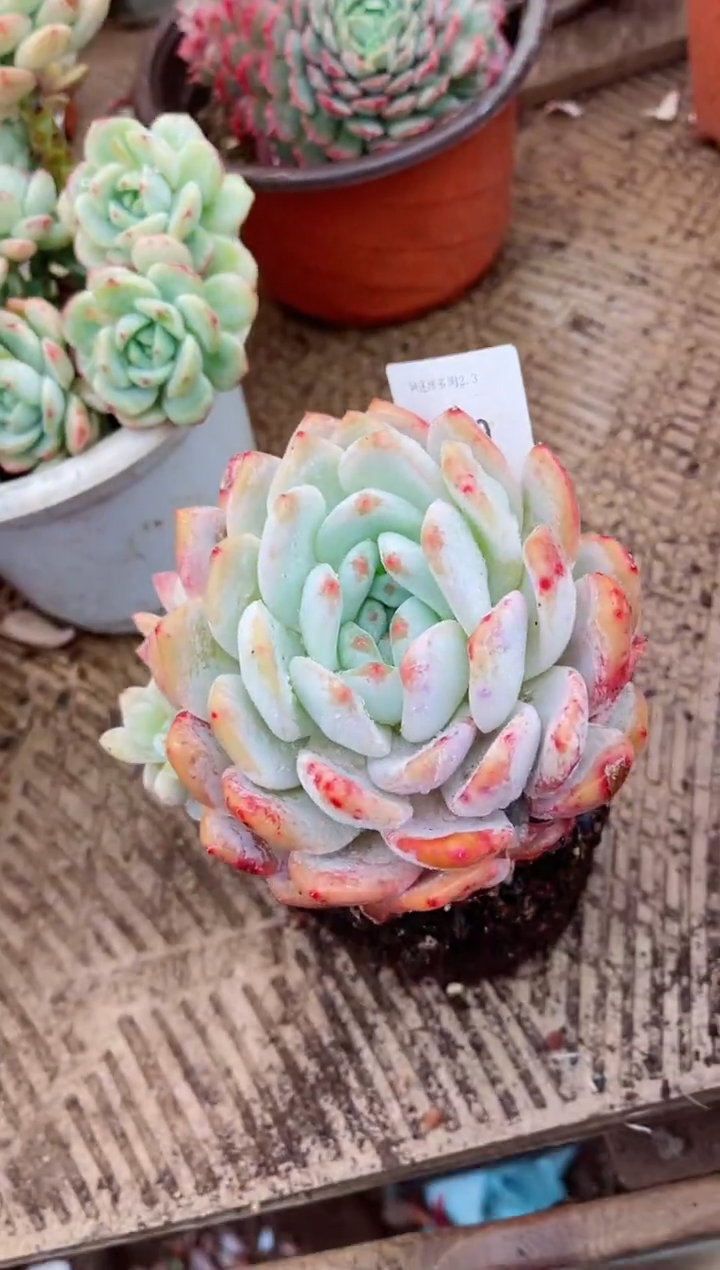 【闪购商品】03280