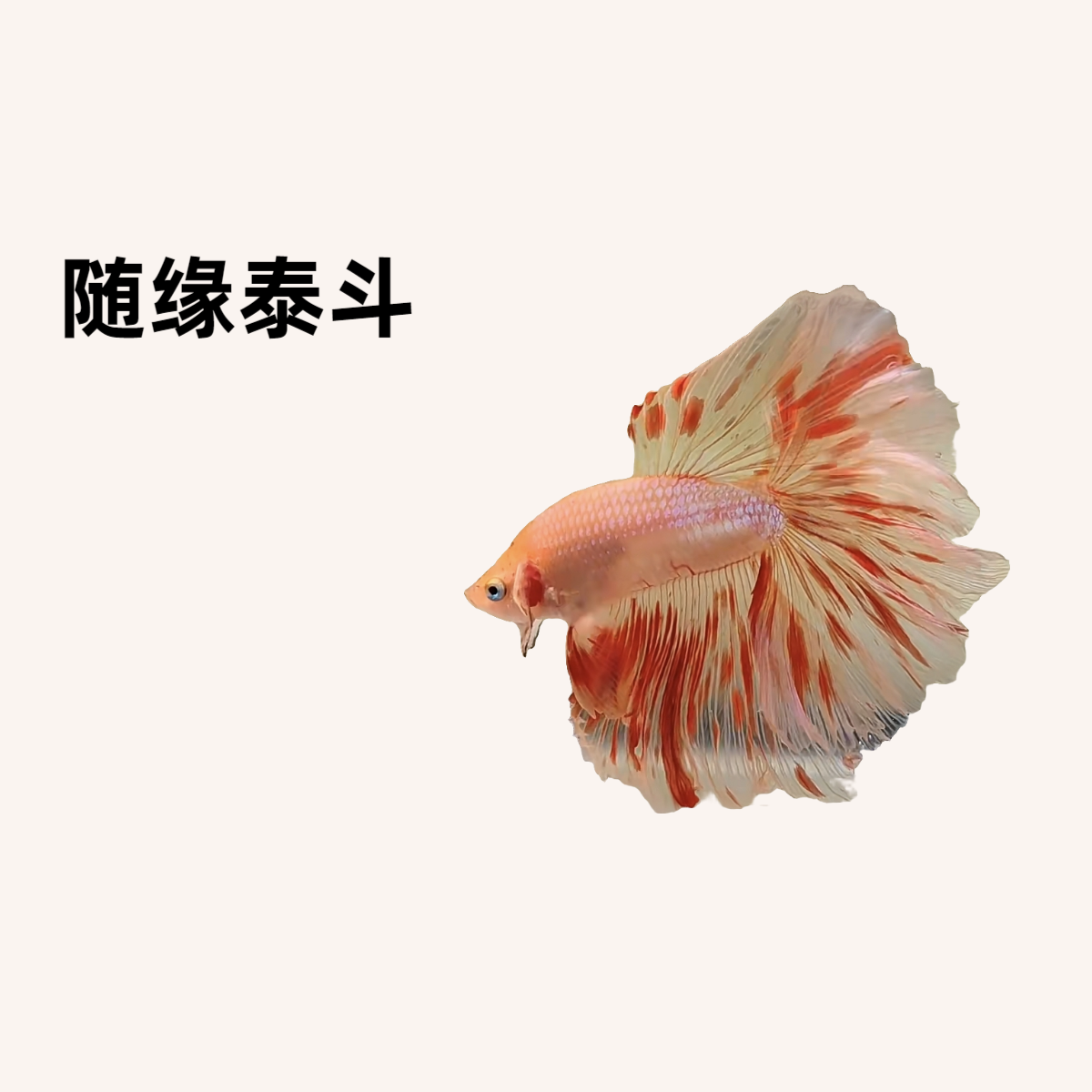 C18（409-432）随缘泰斗小型热带观赏鱼（直播间选鱼）