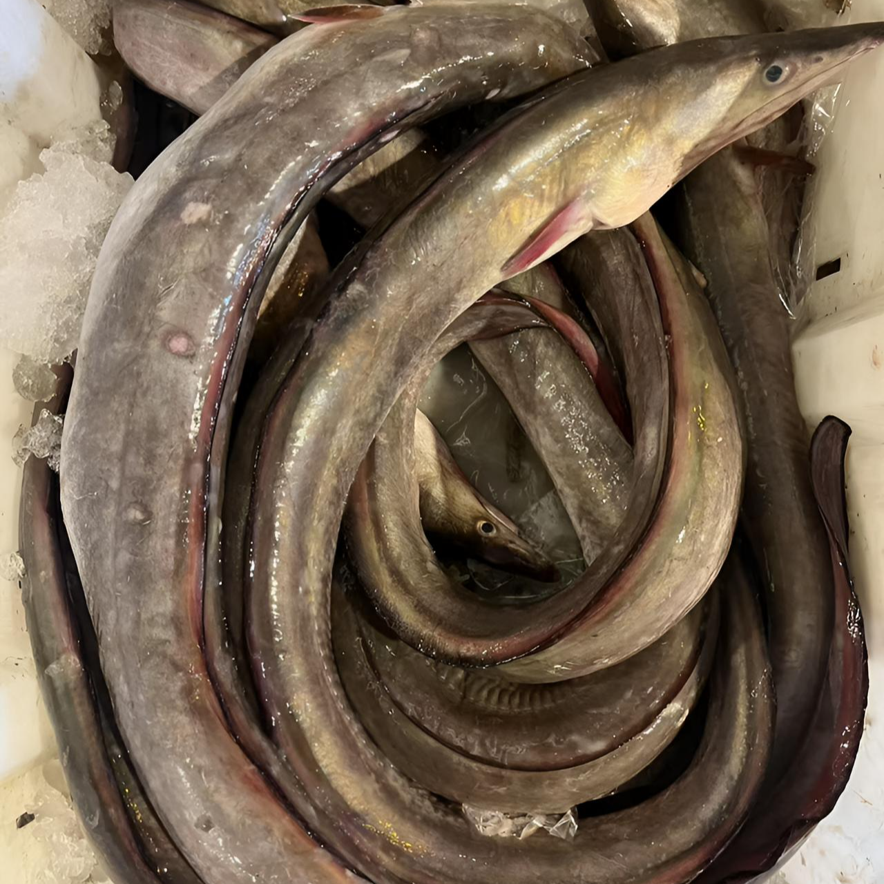野生鳗鱼【5斤】规格以直播为标准锁鲜发货