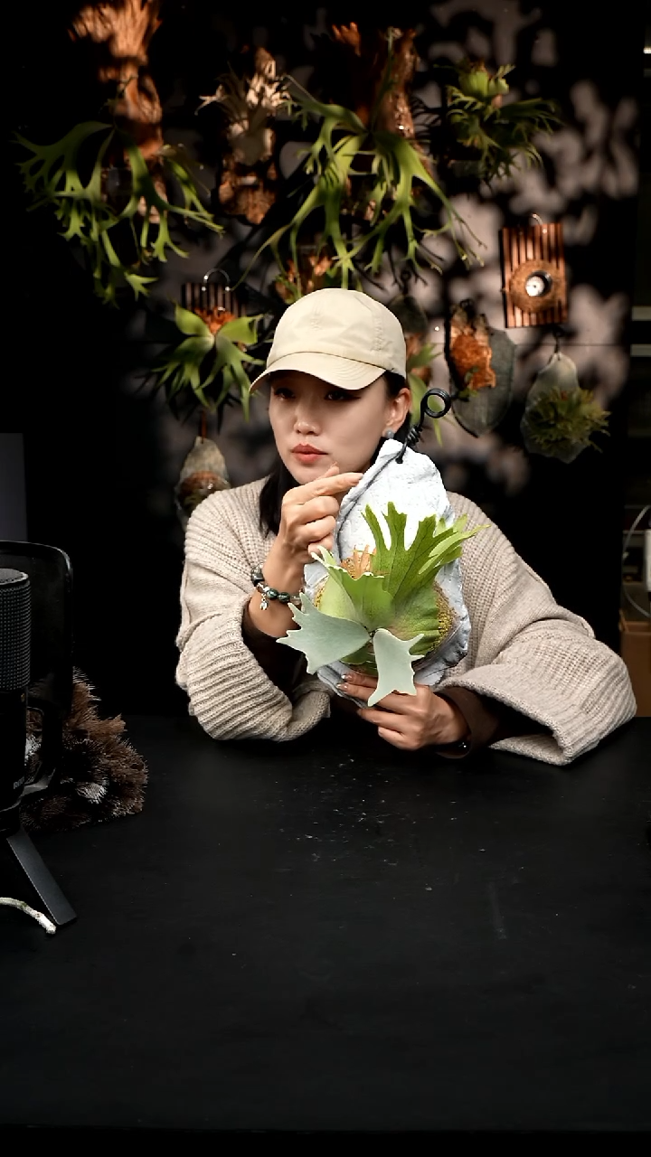 不开花植物LC1210-13 千山雪