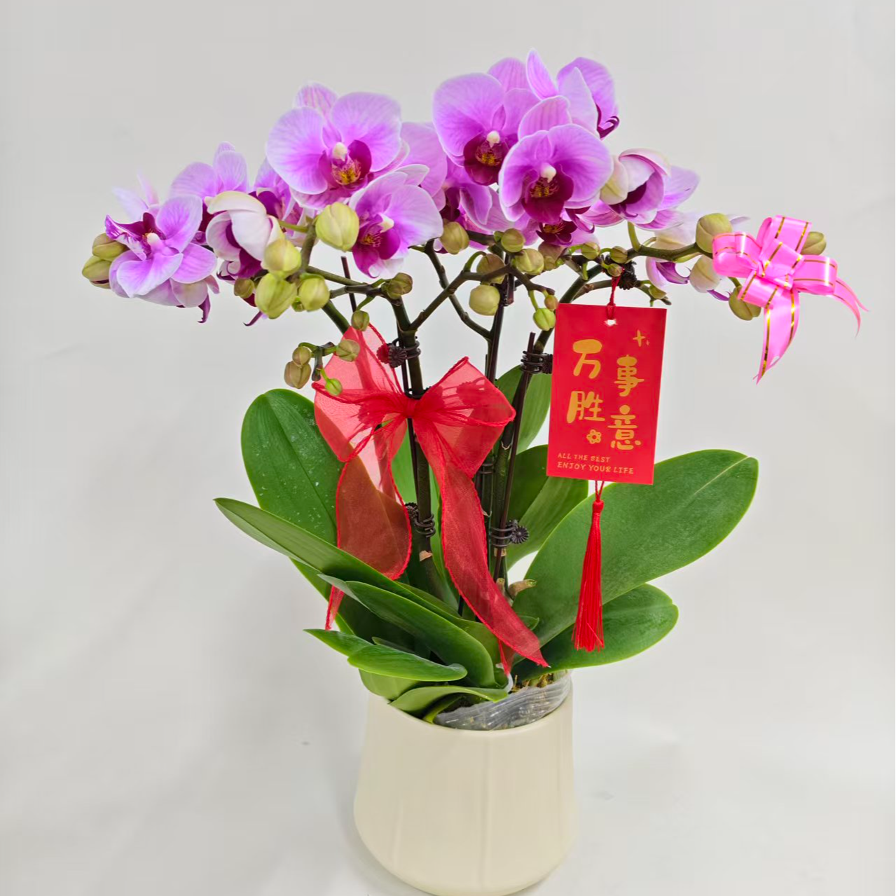 蝴蝶兰【宝贝】鲜花盆栽室内观赏花花佛山基 地直发好养易活