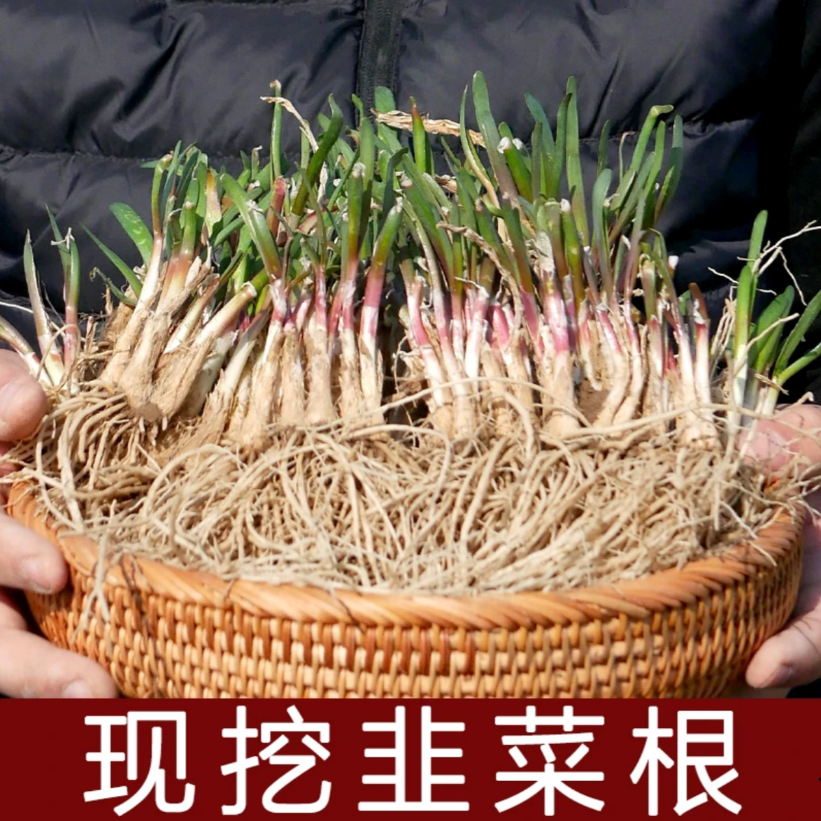 【山东寿光发货】红根韭菜现挖现发新根宽叶四季阳台盆栽多茬收割