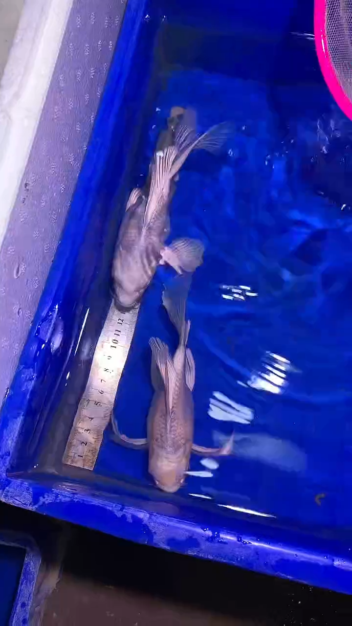 蝴蝶鲤鱼蝴蝶鲤直播选鱼专用链接 凭开箱视频售后