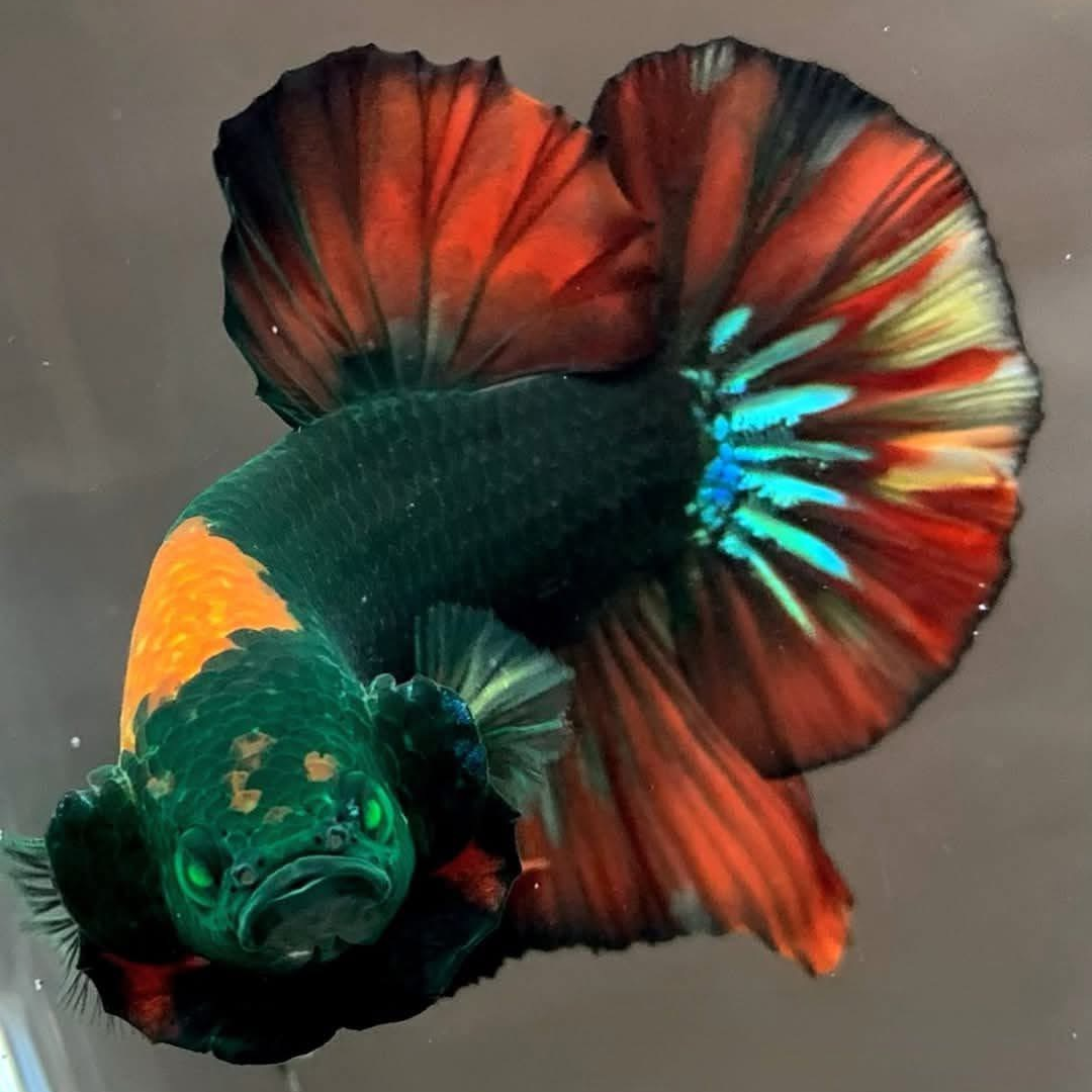 龙崎水族斗鱼链接【直播间专用】