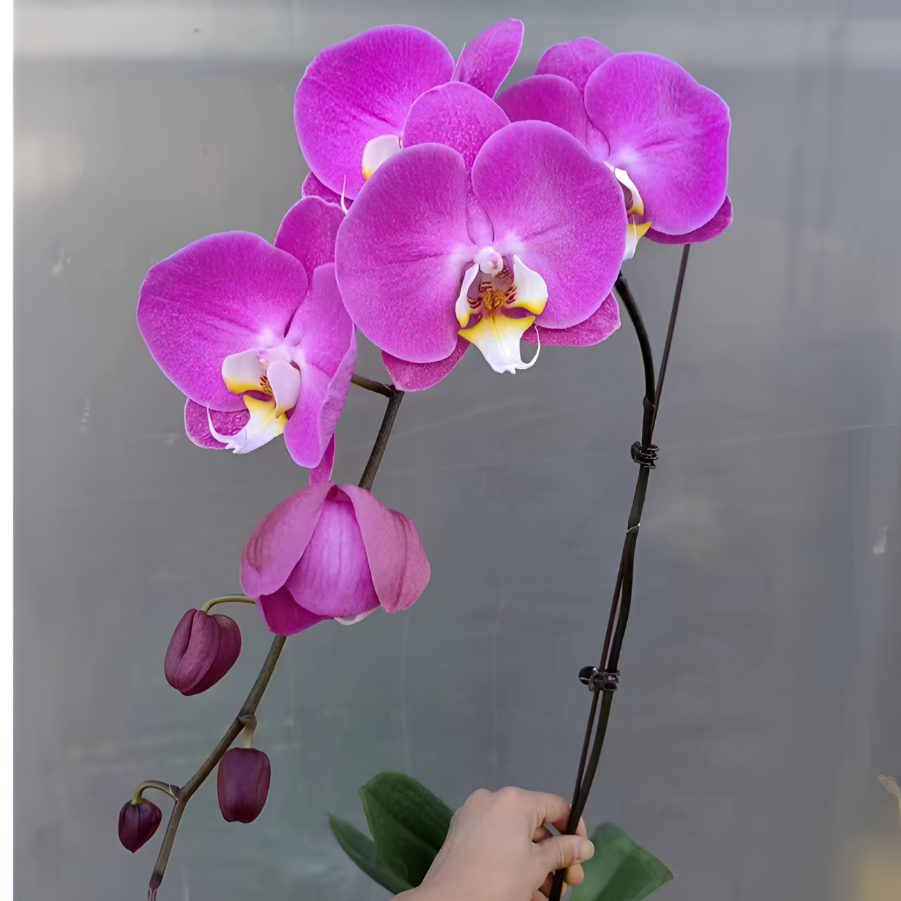 蝴蝶兰 【双花梗  芳美西施】3.0寸 带花剑  客厅室内花卉 好养活
