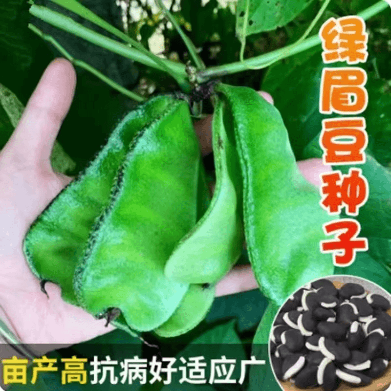 【全店满5包包邮】大肉绿眉豆种子扁豆种农家菜园蔬菜四季豆猪耳