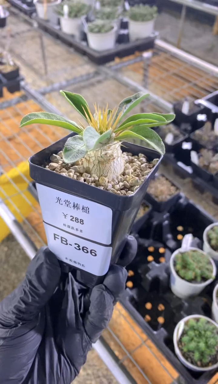 【闪购商品】光堂FB-366