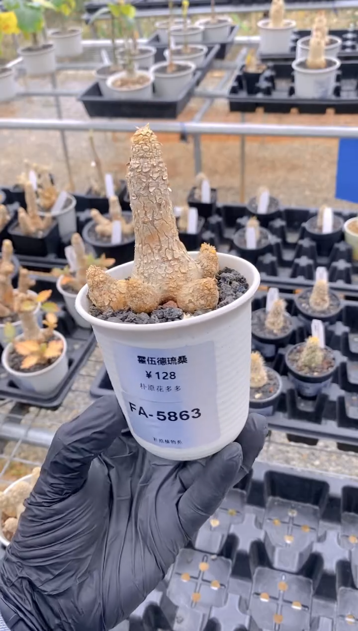 【闪购商品】霍伍德琉桑FA-5863