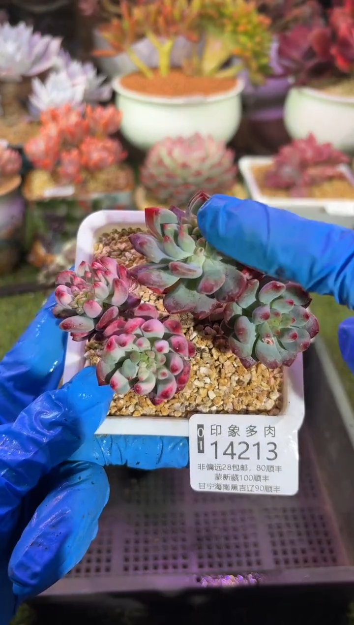 【闪购商品】14213