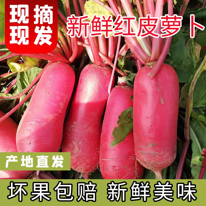 四川新鲜红皮白肉泡菜萝卜脆嫩多汁产地直发