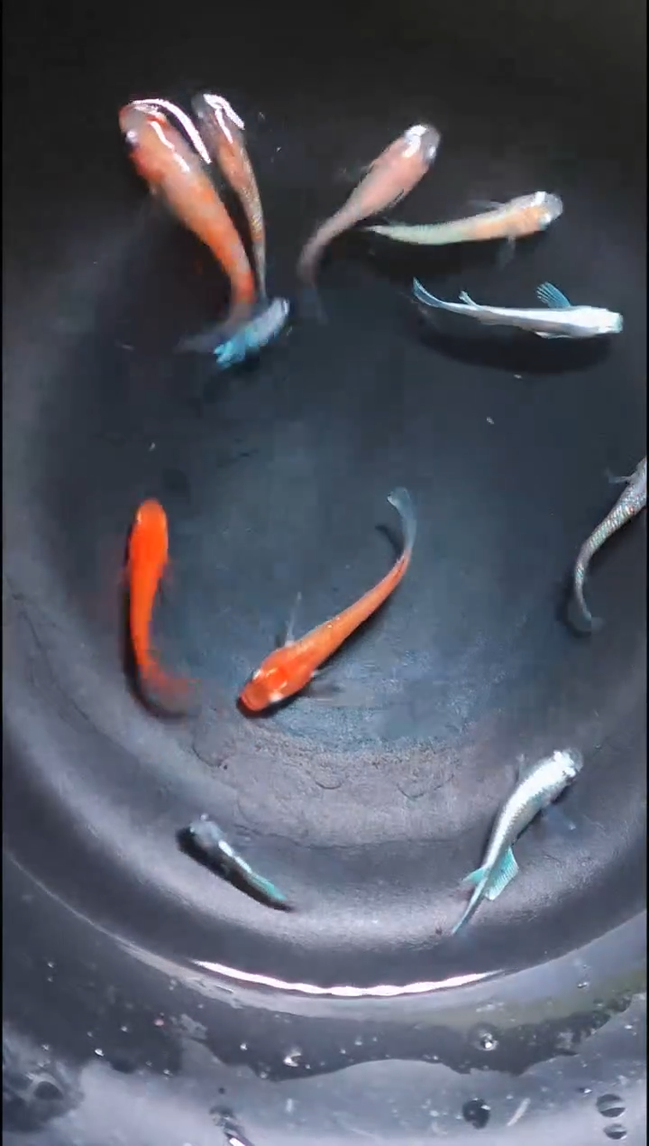 青鳉鱼观背青鳉014