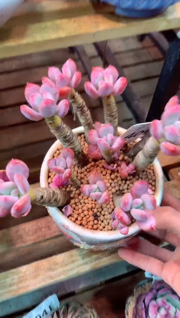 409E（一物一拍，精品多肉，w所见即所得 