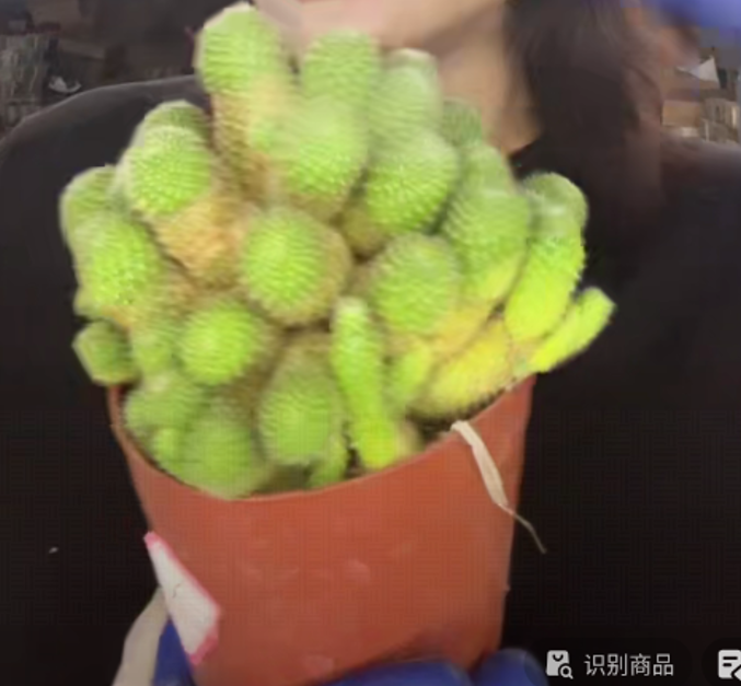 二妹园艺【 1颗  群生金蝶  】带盆土随机发货