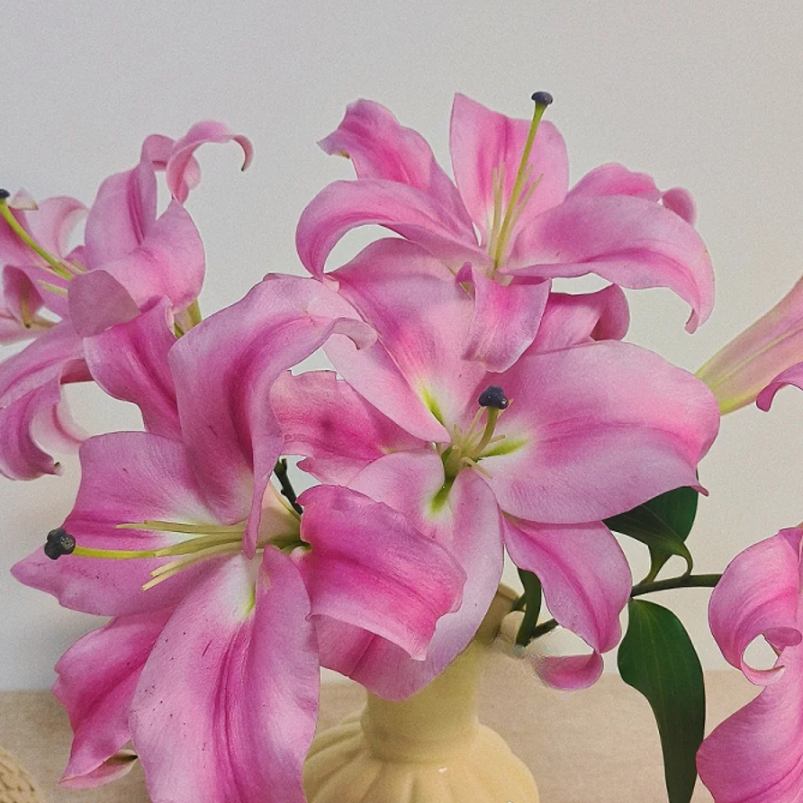 【福利爆款】 罗宾百合 香水百合 店铺现货包邮 鲜花鲜切花