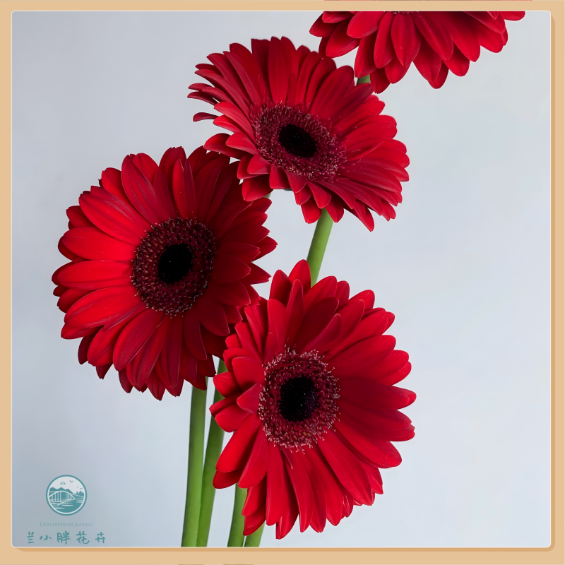 【兰小胖】精选方德A-阿拉蕾 非洲菊10枝装  顺丰包邮 赠送保温