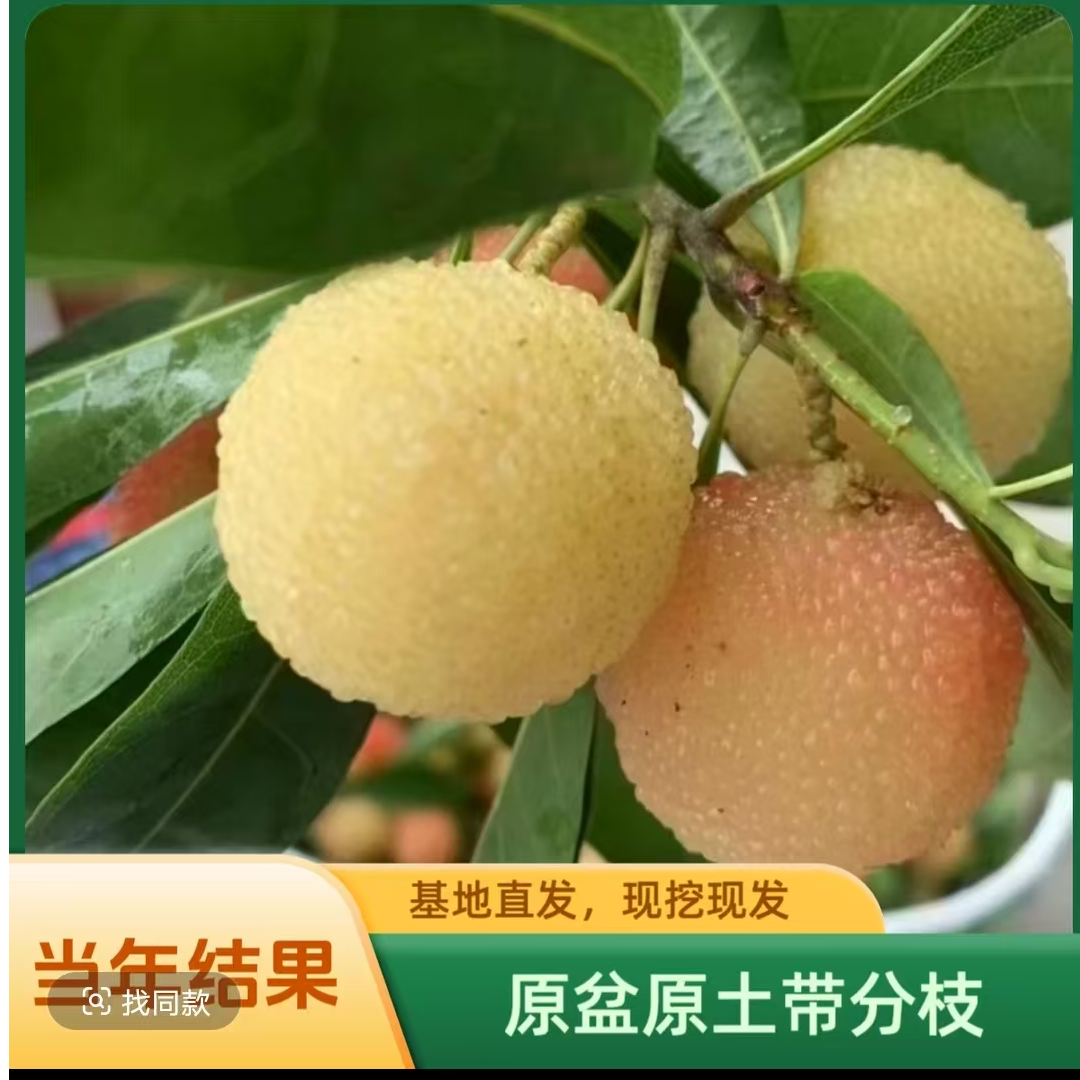 当年结果改良南北方耐寒耐热果树水晶杨梅盆栽果树苗四季地栽庭院