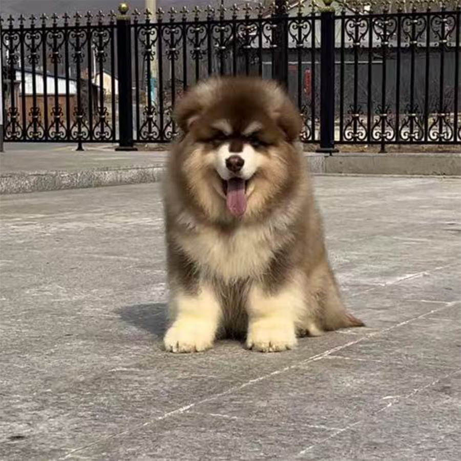 「明杨二哥」.精品阿拉斯加乖小狗高级宠物伴侣犬大型犬宠物狗狗