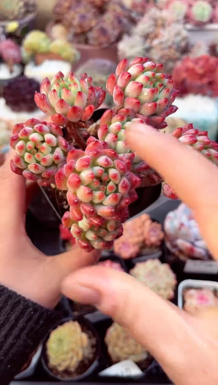 【闪购商品】7719群生蓝苹果多肉