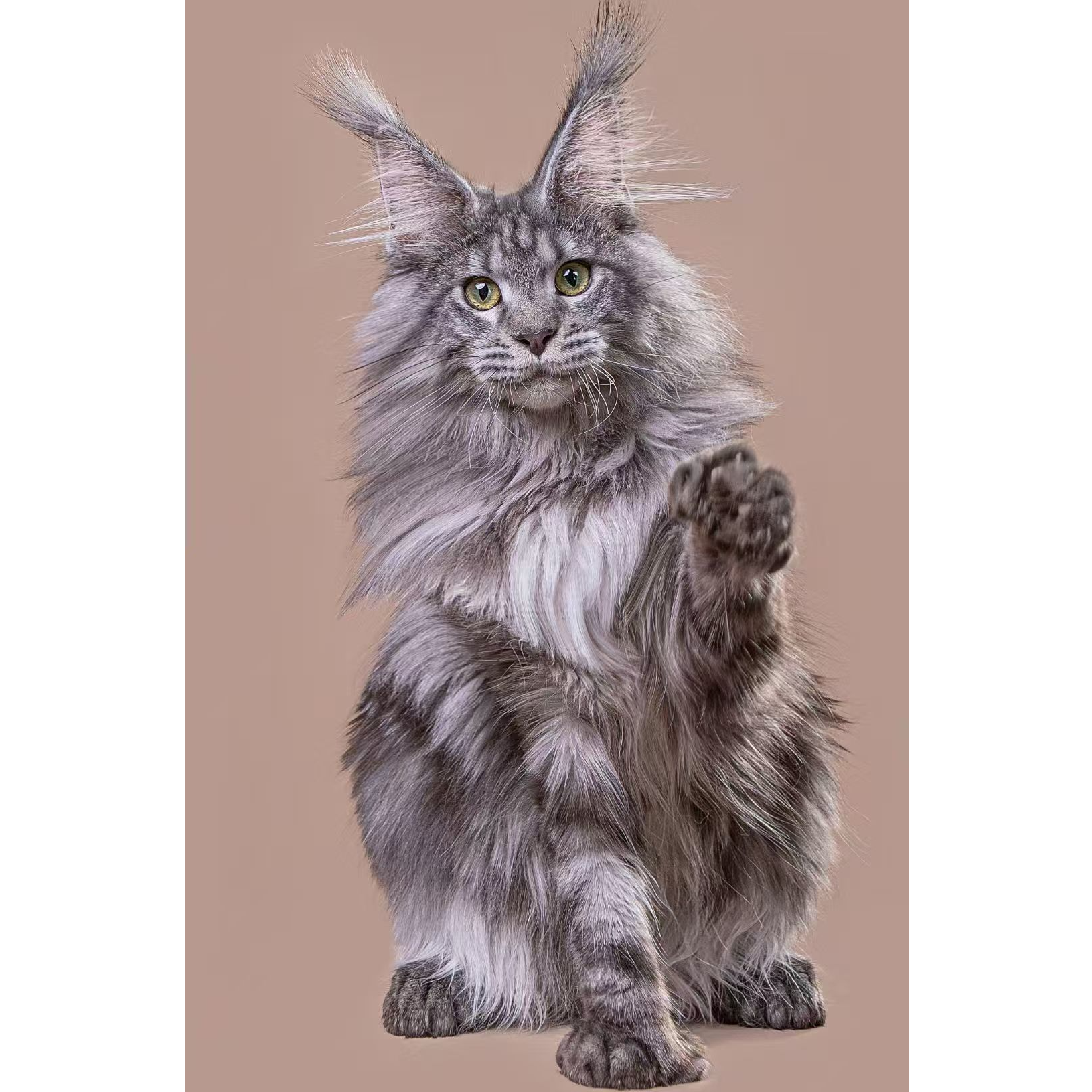 【阿福家的缅因猫】棕虎斑银虎斑红虎斑蓝虎斑凯米尔色纯白色奶油色