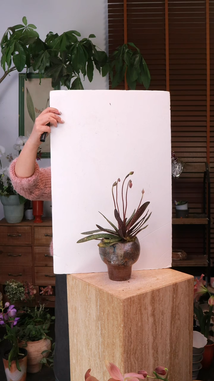 无花朵 玉女兜兰 带盆 顺丰包邮 不包售后