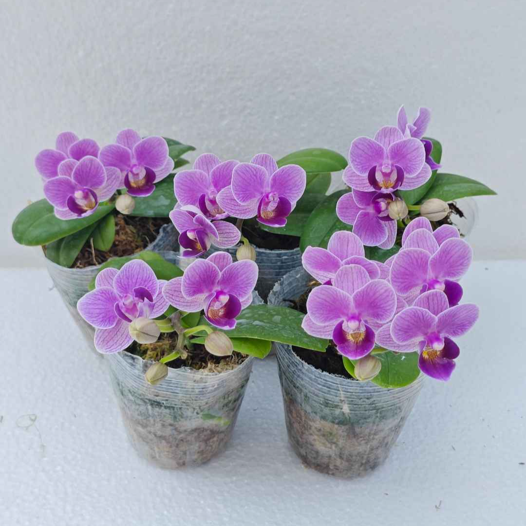 鼎天绿园【欧洲兰】2.8寸蝴蝶兰种苗 拍一发五颗