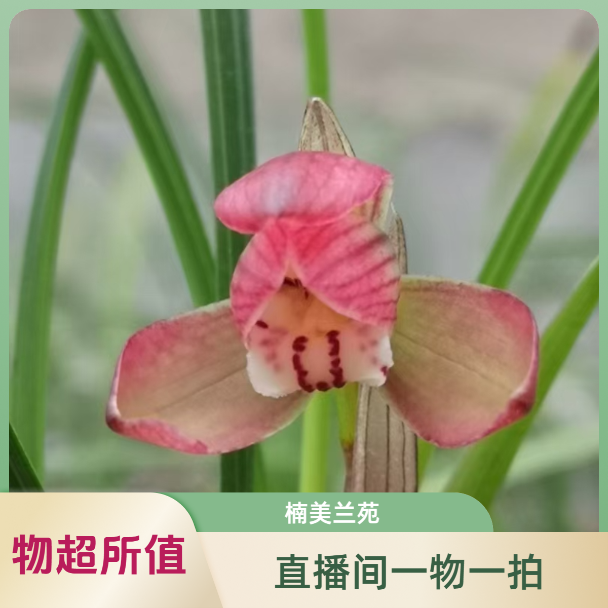 楠美兰苑精品国兰（春剑 春兰 莲瓣 送春 秋芝 绿兰直播间一物一拍