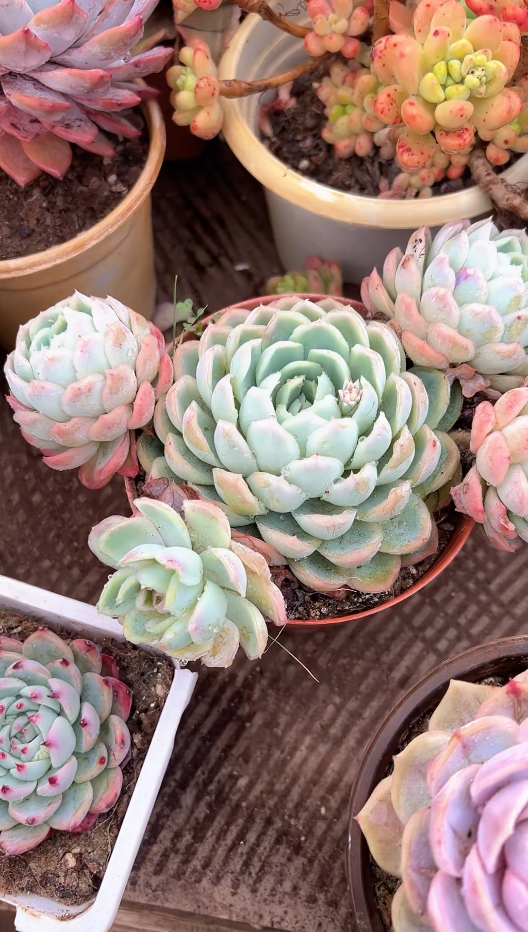 冰*多肉植物一物一拍24316