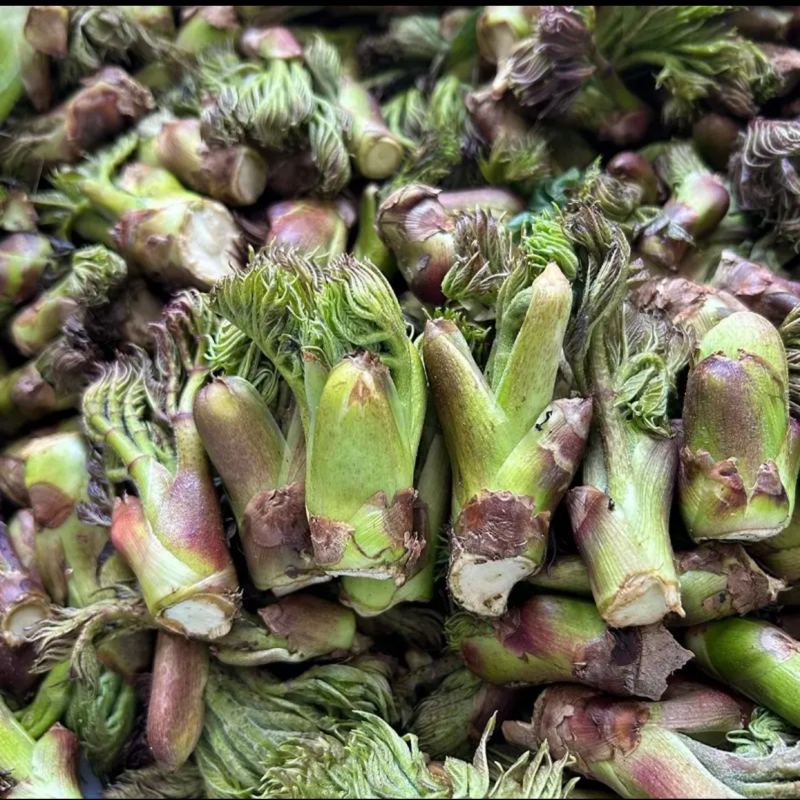 山人行-东北新鲜山野菜野生刺嫩芽刺龙芽刺老芽