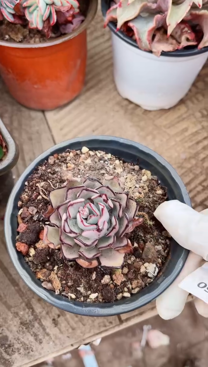 【闪购商品】09333