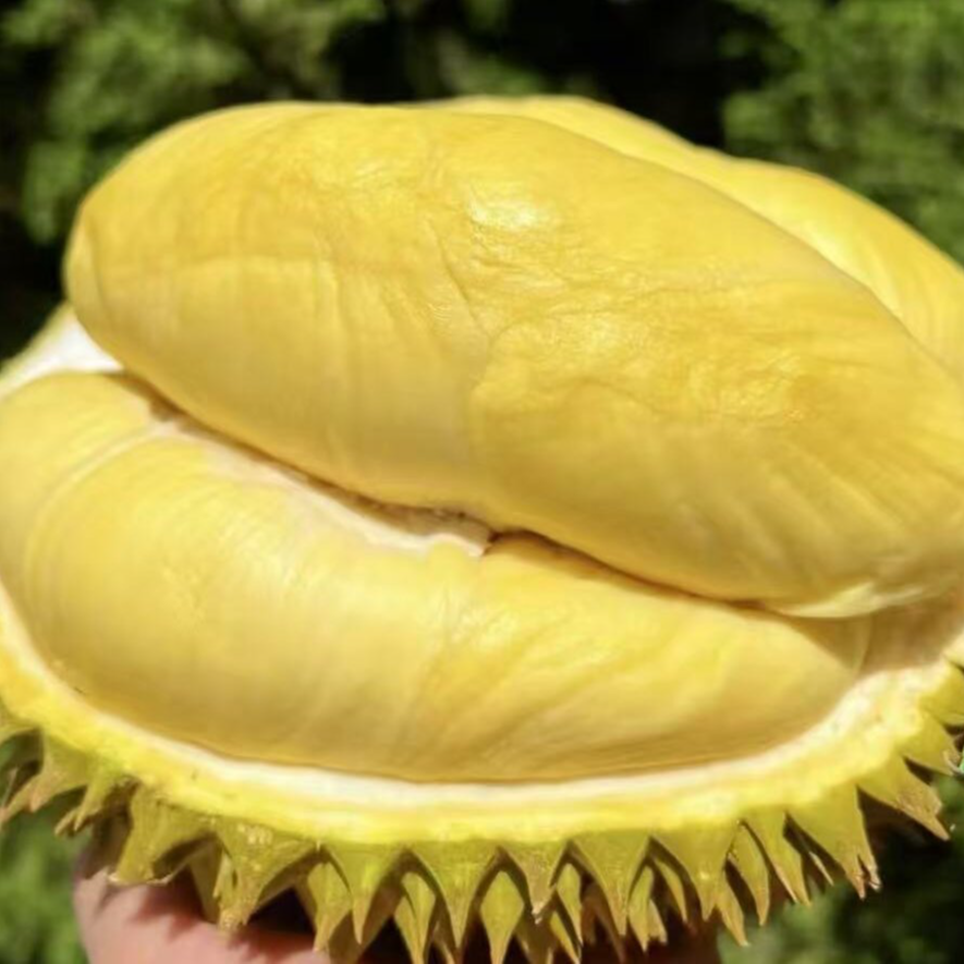 【嗦哈兄弟直营】AA级金枕榴莲大品牌都乐保4-5房